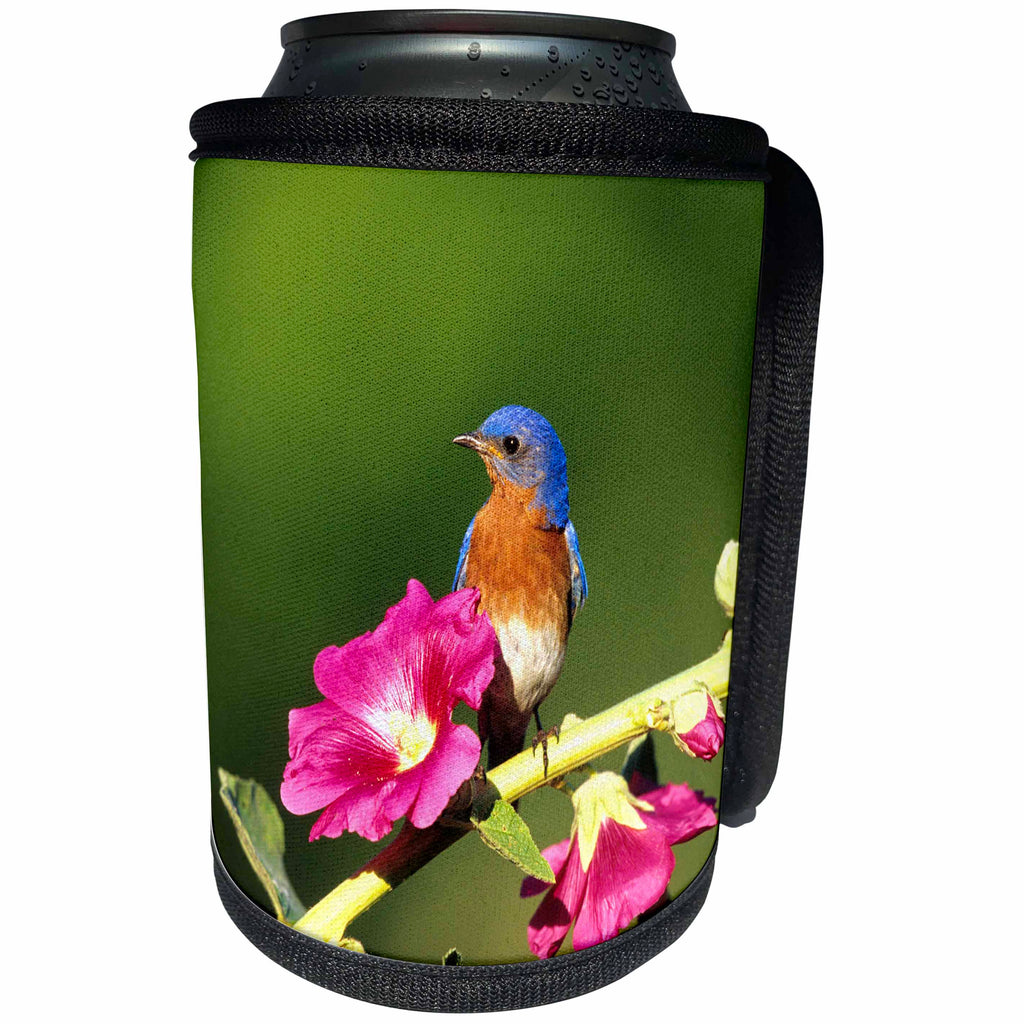 3dRose Danita Delimont - Bluebird - Eastern Bluebird male on Hollyhock, Marion, IL - Can Cooler Bottle Wrap (cc_250872)