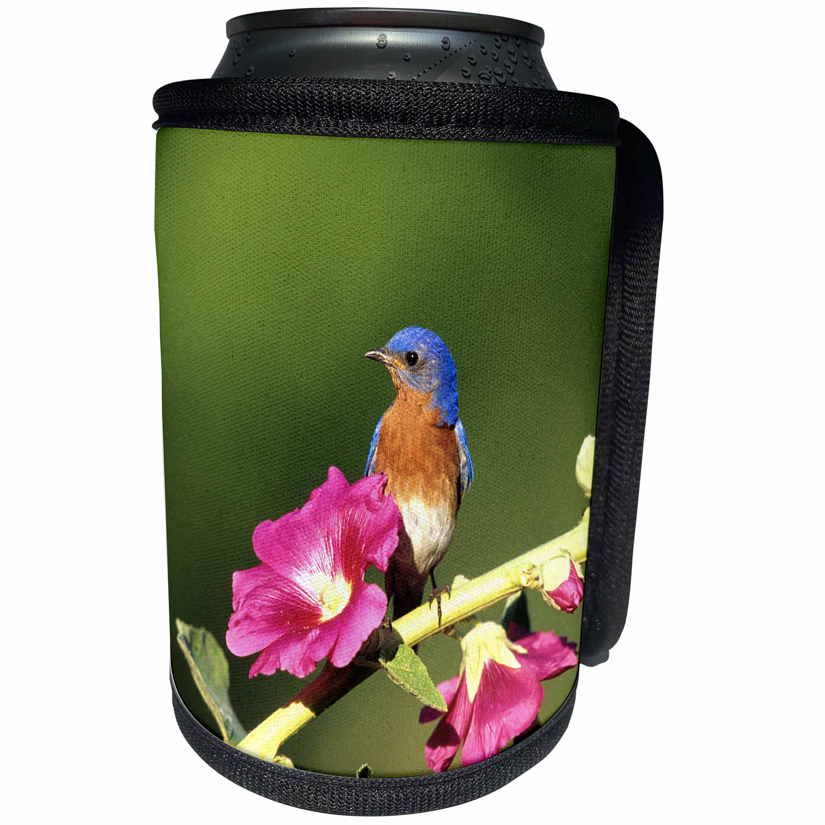 3dRose Danita Delimont - Bluebird - Eastern Bluebird male on Hollyhock, Marion, IL - Can Cooler Bottle Wrap (cc_250872)