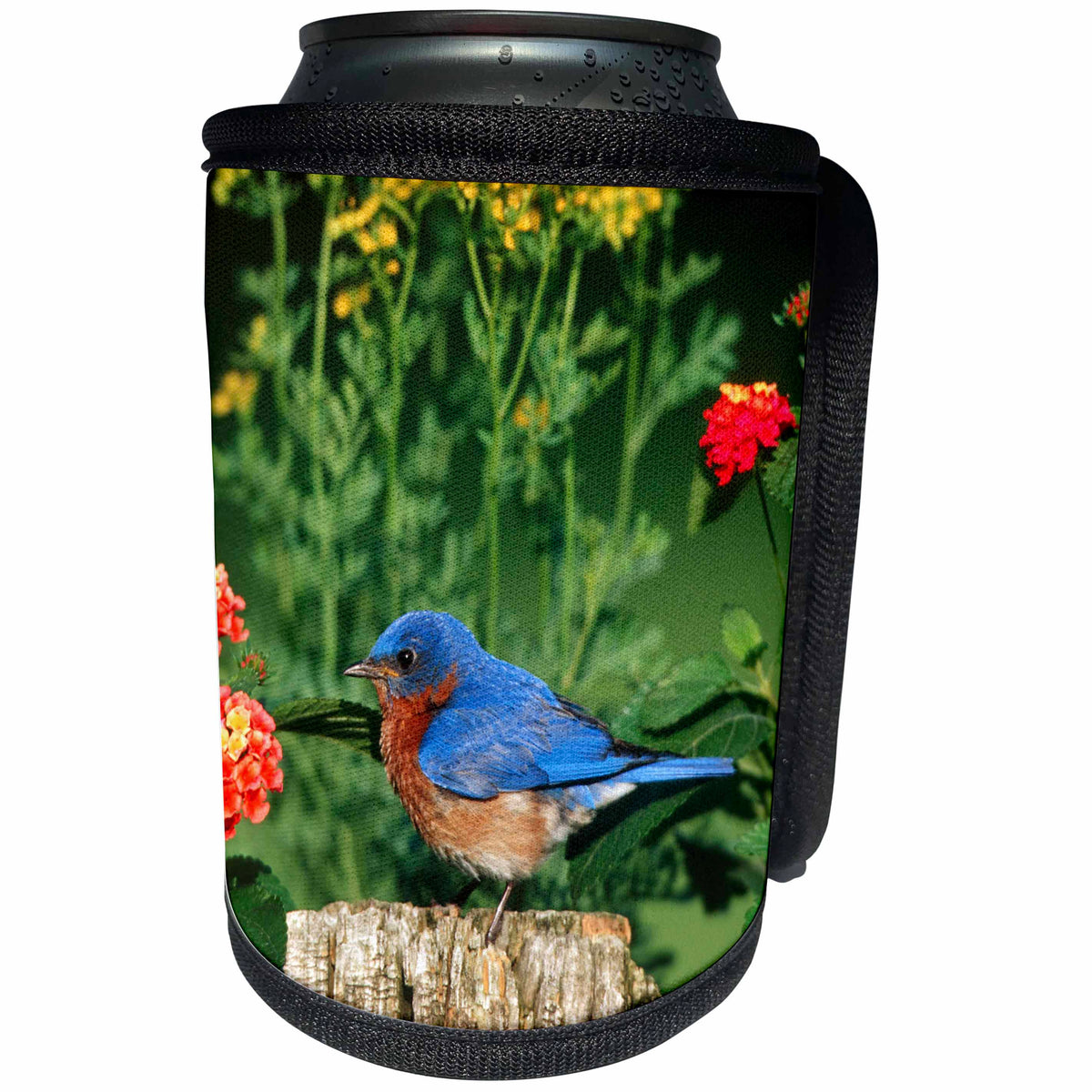 3dRose Danita Delimont - Bluebird - Eastern Bluebird male on wooden fence near garden, Lantana and Rue - Can Cooler Bottle Wrap (cc_250874)