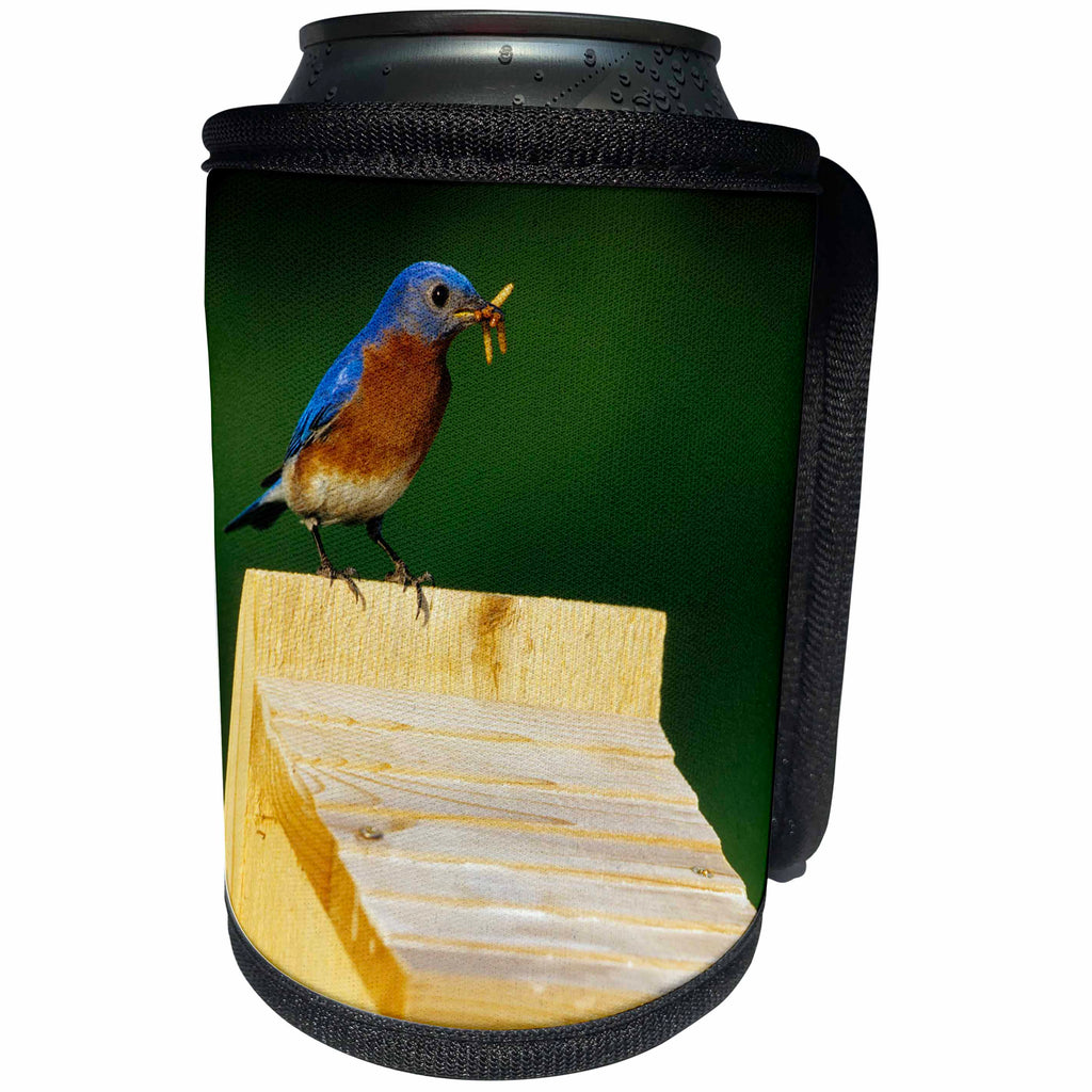 3dRose Danita Delimont - Bluebird - Eastern Bluebird male with mealworms at nestbox, Marion, IL - Can Cooler Bottle Wrap (cc_250876)