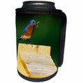 3dRose Danita Delimont - Bluebird - Eastern Bluebird male with mealworms at nestbox, Marion, IL - Can Cooler Bottle Wrap (cc_250876)