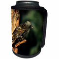 3dRose Danita Delimont - Starling - European Starling, Marion, IL - Can Cooler Bottle Wrap (cc_250877)