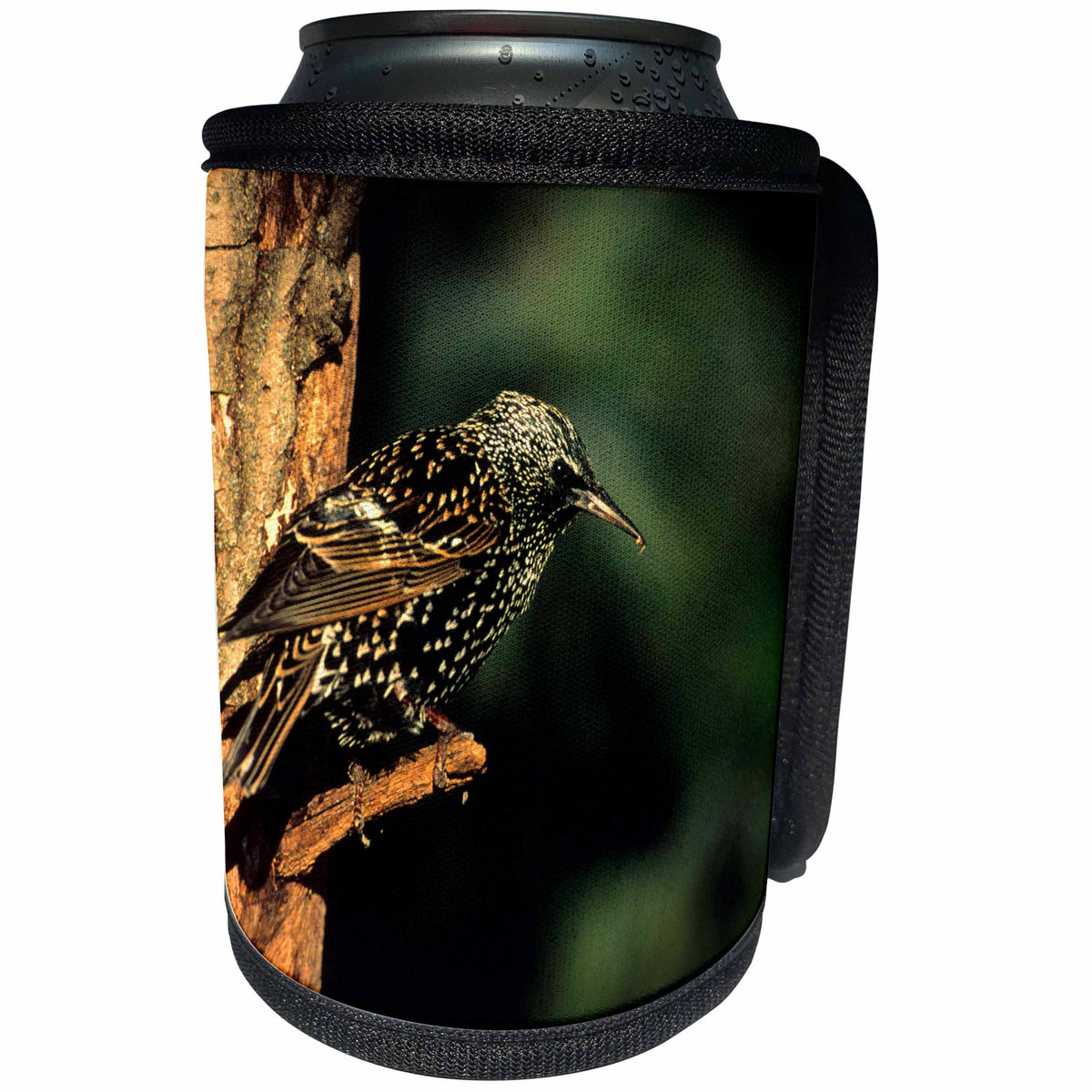 3dRose Danita Delimont - Starling - European Starling, Marion, IL - Can Cooler Bottle Wrap (cc_250877)