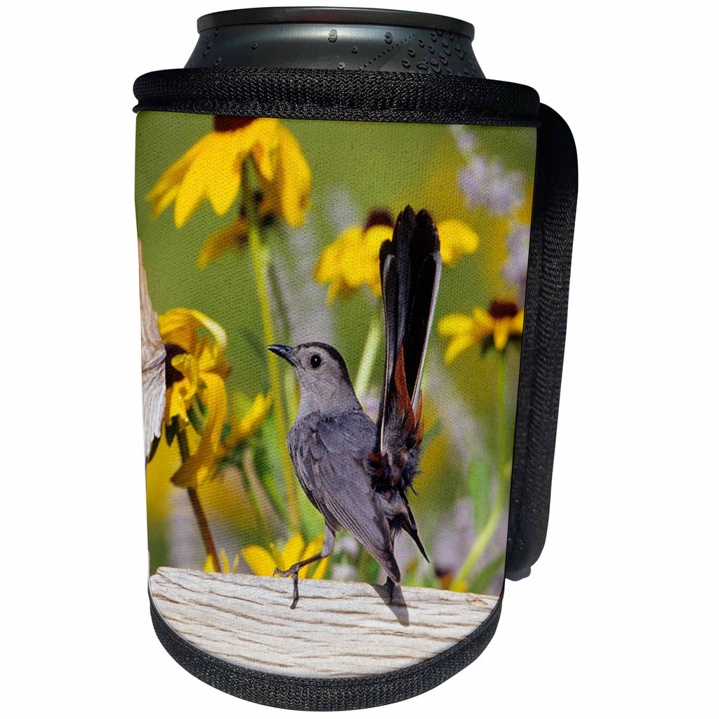 3dRose Danita Delimont - Catbird - Gray Catbird on wooden fence near Black-eyed Susans, IL - Can Cooler Bottle Wrap (cc_250884)