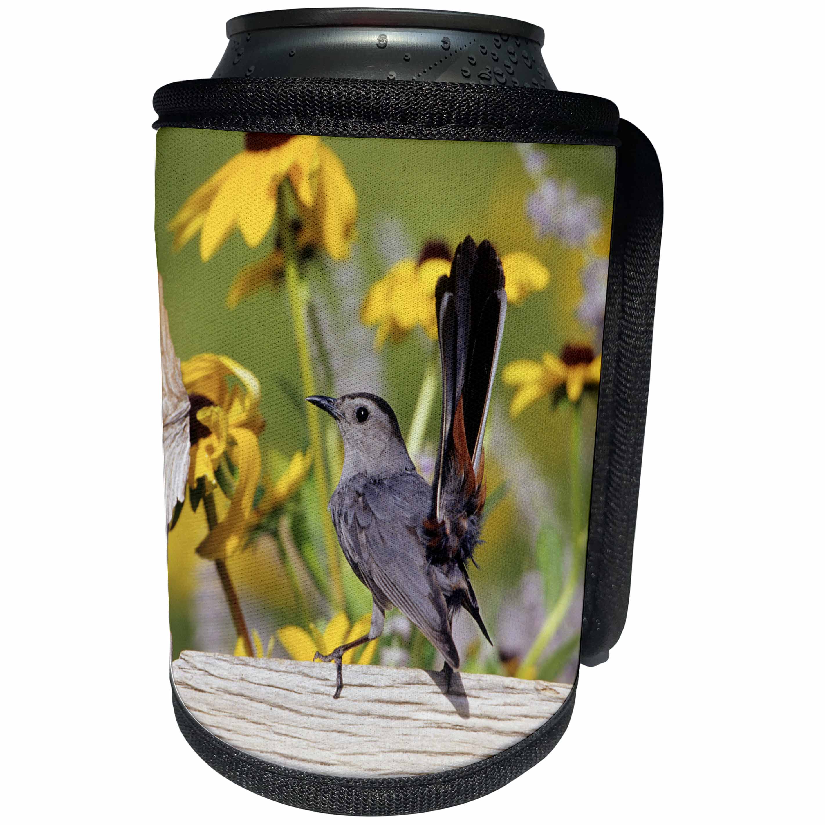 3dRose Danita Delimont - Catbird - Gray Catbird on wooden fence near Black-eyed Susans, IL - Can Cooler Bottle Wrap (cc_250884)