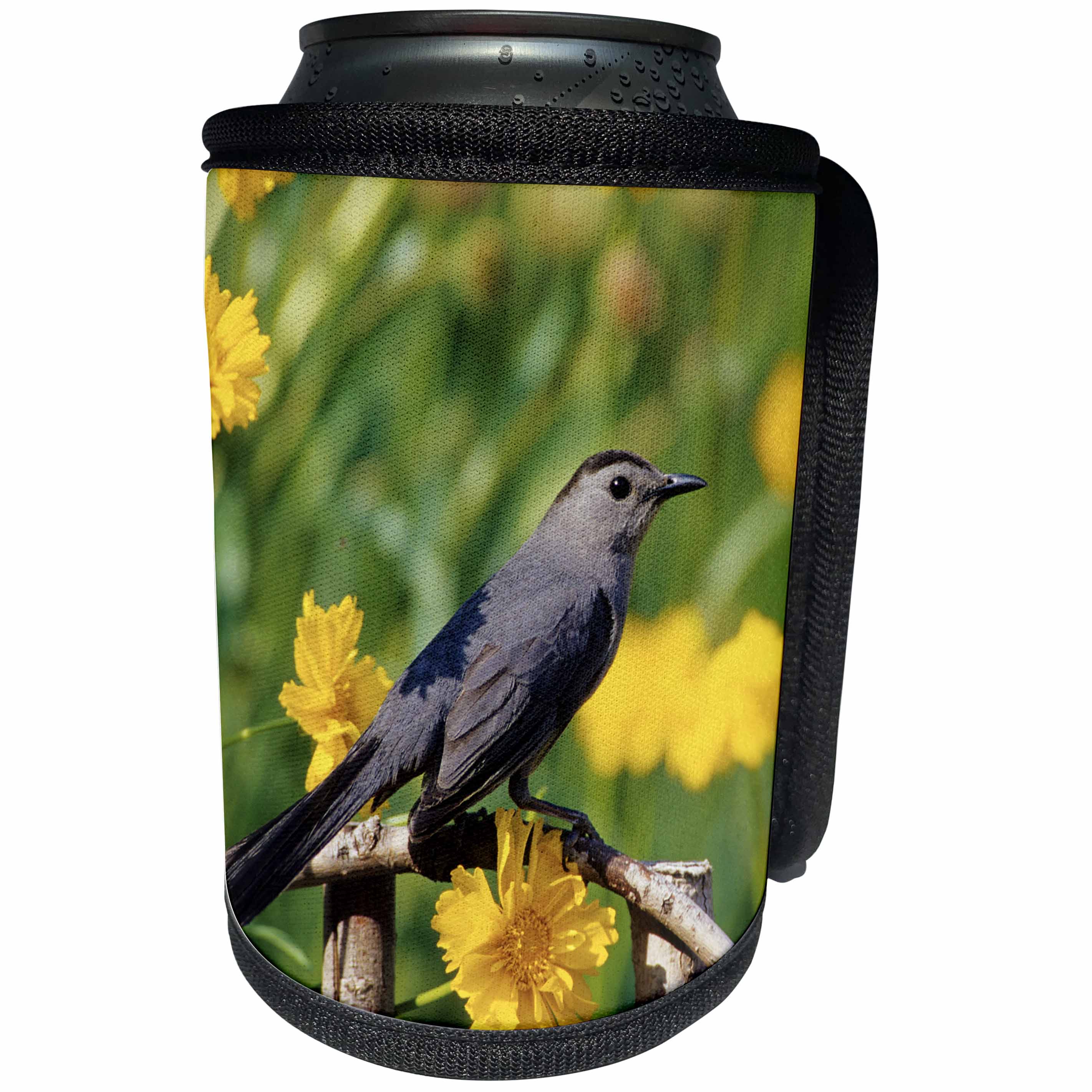 3dRose Danita Delimont - Catbird - Gray Catbird on wooden fence near Lance-leaved Coreopsis, Marion, IL - Can Cooler Bottle Wrap (cc_250885)
