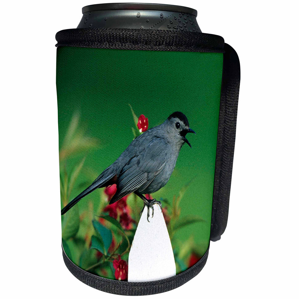 3dRose Danita Delimont - Catbird - Gray Catbird singing on picket fence near Red Prince Weigela - Can Cooler Bottle Wrap (cc_250886)