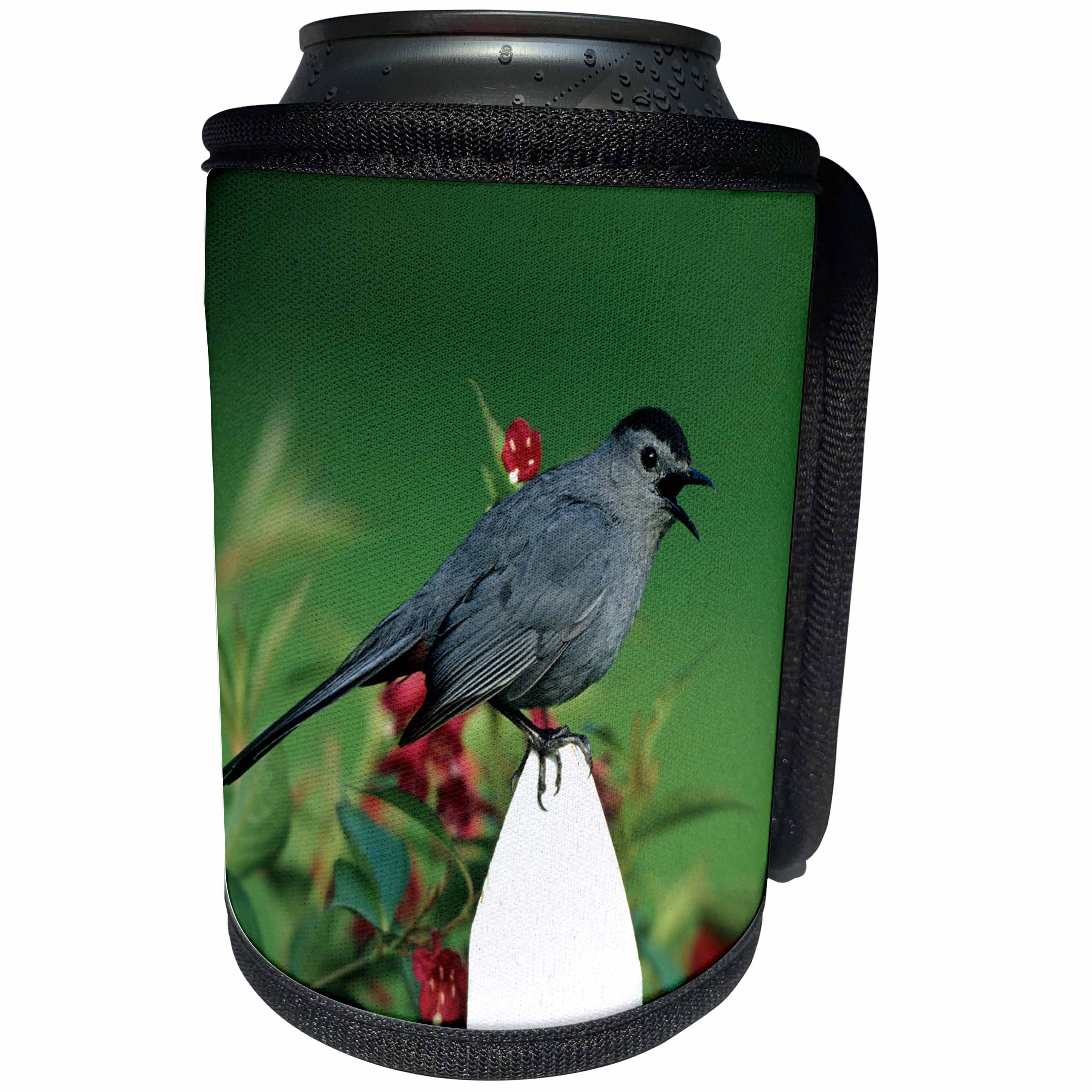 3dRose Danita Delimont - Catbird - Gray Catbird singing on picket fence near Red Prince Weigela - Can Cooler Bottle Wrap (cc_250886)