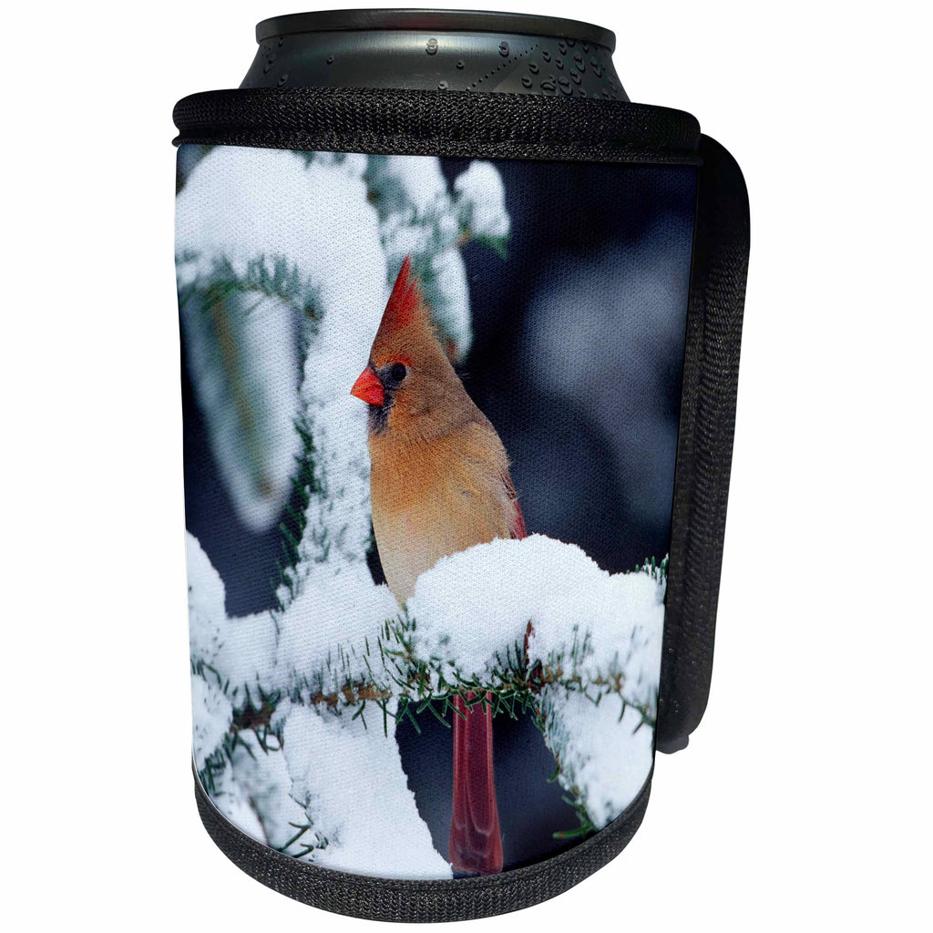 3dRose Danita Delimont - Cardinal - Northern Cardinal female in Fir tree in winter, Marion, IL - Can Cooler Bottle Wrap (cc_250887)