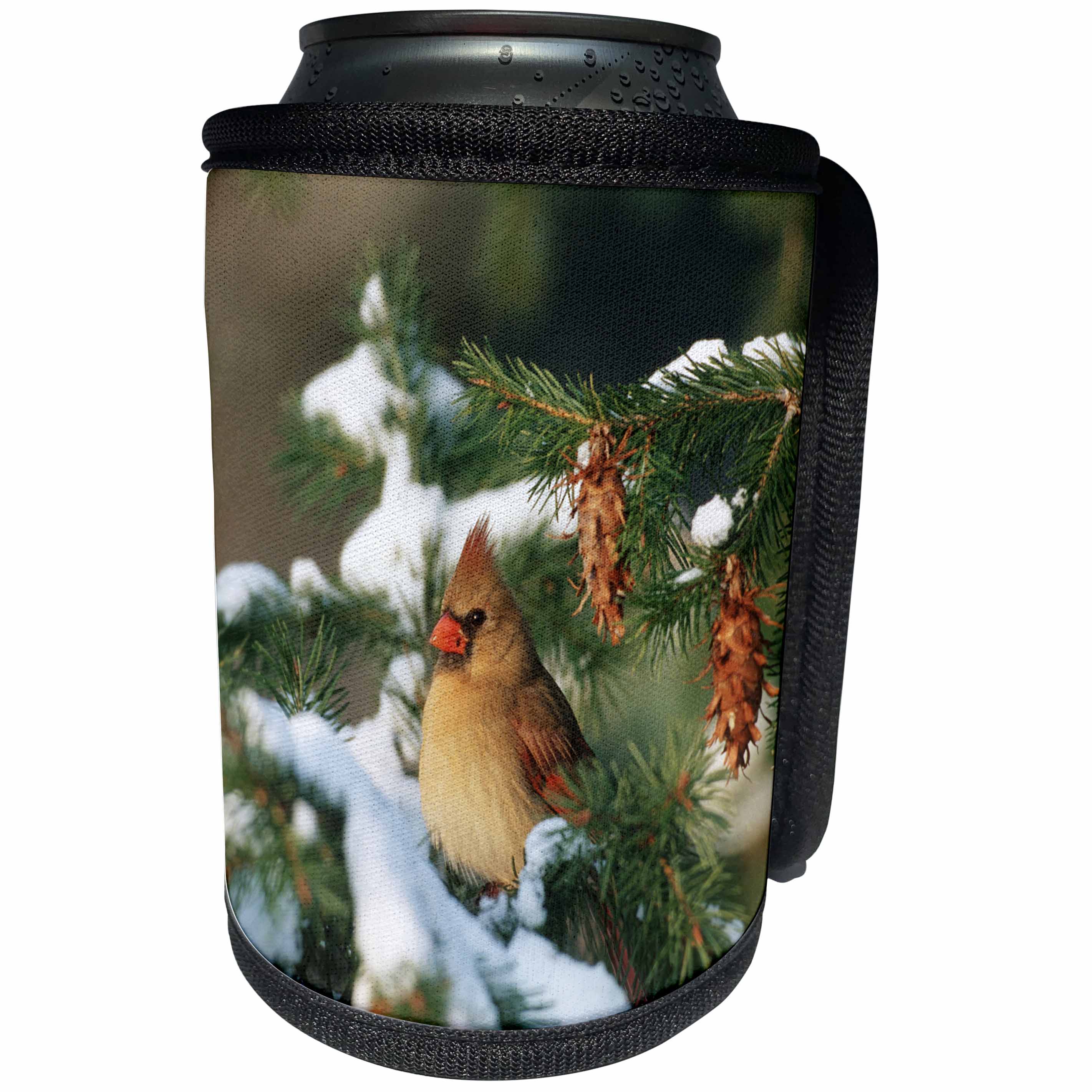 3dRose Danita Delimont - Cardinal - Northern Cardinal female in spruce tree in winter, Marion, IL - Can Cooler Bottle Wrap (cc_250888)