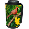 3dRose Danita Delimont - Cardinal - Northern Cardinal male in flower garden near Lance-leaved Coreopsis - Can Cooler Bottle Wrap (cc_250895)