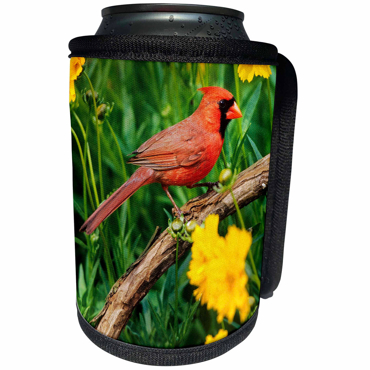 3dRose Danita Delimont - Cardinal - Northern Cardinal male in flower garden near Lance-leaved Coreopsis - Can Cooler Bottle Wrap (cc_250895)