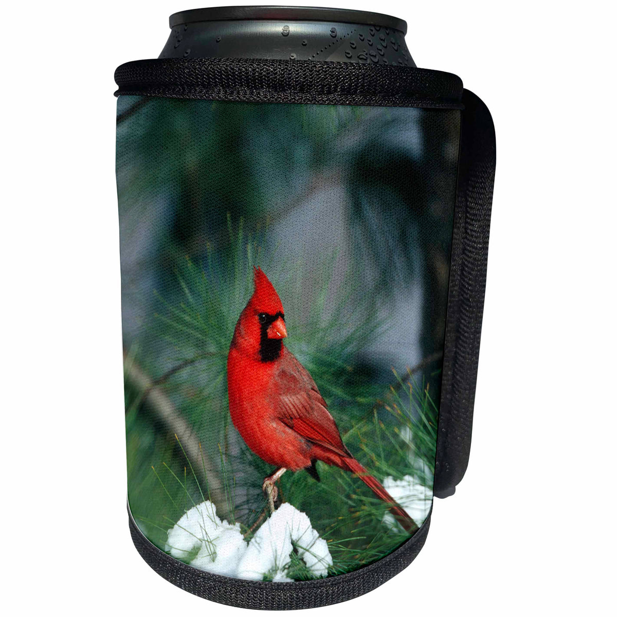 3dRose Danita Delimont - Cardinal - Northern Cardinal male in Pine tree in winter, Marion, Illinois - Can Cooler Bottle Wrap (cc_250897)