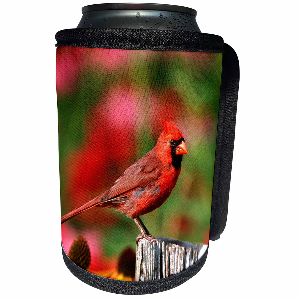 3dRose Danita Delimont - Cardinal - Northern Cardinal male on fence post near flower garden, Marion, IL - Can Cooler Bottle Wrap (cc_250898)