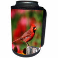 3dRose Danita Delimont - Cardinal - Northern Cardinal male on fence post near flower garden, Marion, IL - Can Cooler Bottle Wrap (cc_250898)
