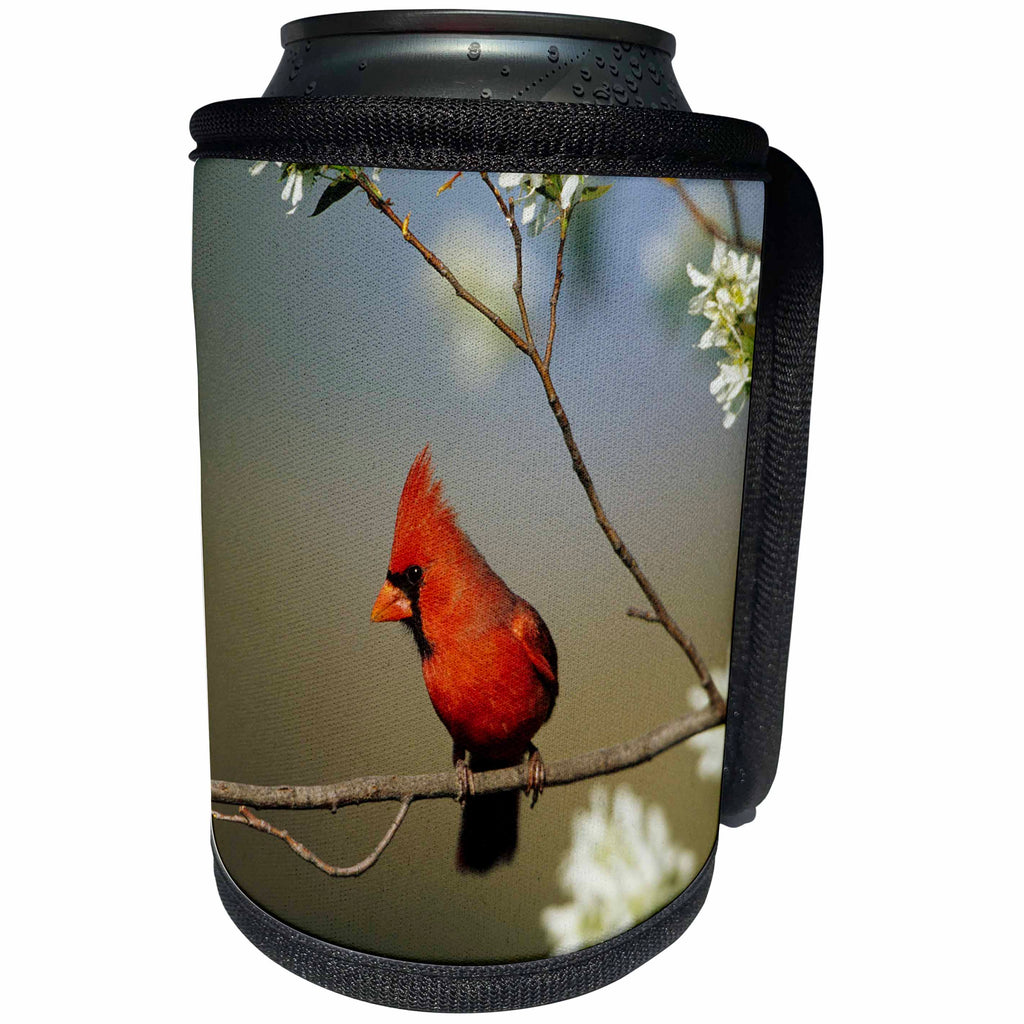 3dRose Danita Delimont - Cardinal - Northern Cardinal male on Flowering Serviceberry tree, Marion, IL - Can Cooler Bottle Wrap (cc_250899)