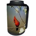 3dRose Danita Delimont - Cardinal - Northern Cardinal male on Flowering Serviceberry tree, Marion, IL - Can Cooler Bottle Wrap (cc_250899)