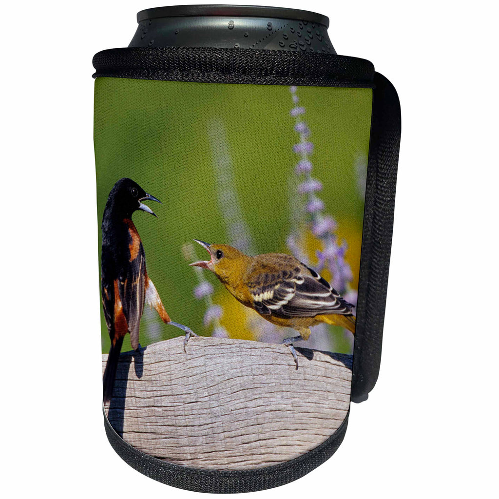 3dRose Danita Delimont - Oriole - Orchard Oriole male and immature Baltimore Oriole fighting, Marion, IL - Can Cooler Bottle Wrap (cc_250903)