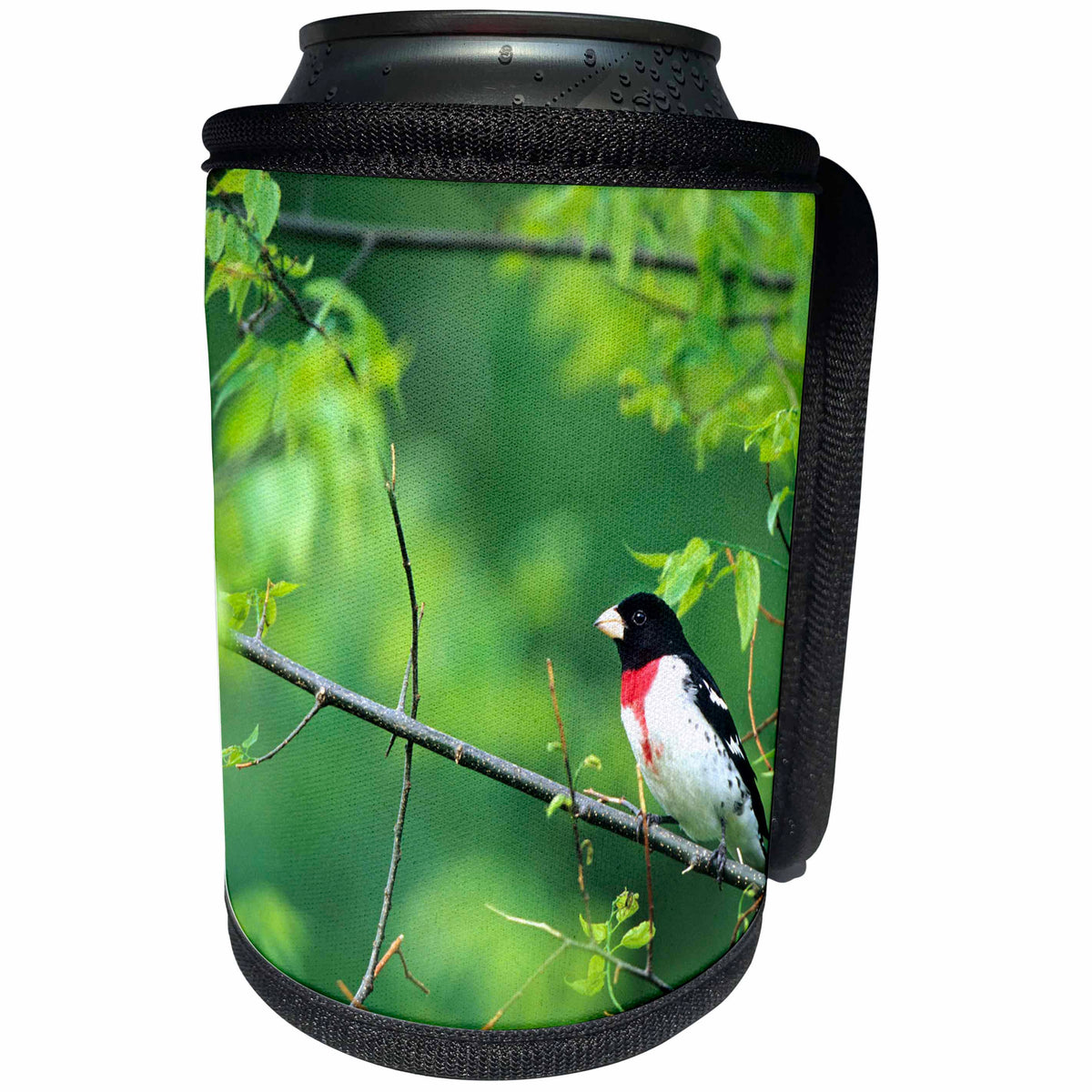 3dRose Danita Delimont - Bird - Rose-breasted Grosbeak male in Common Hackberry tree, Marion, IL - Can Cooler Bottle Wrap (cc_250905)