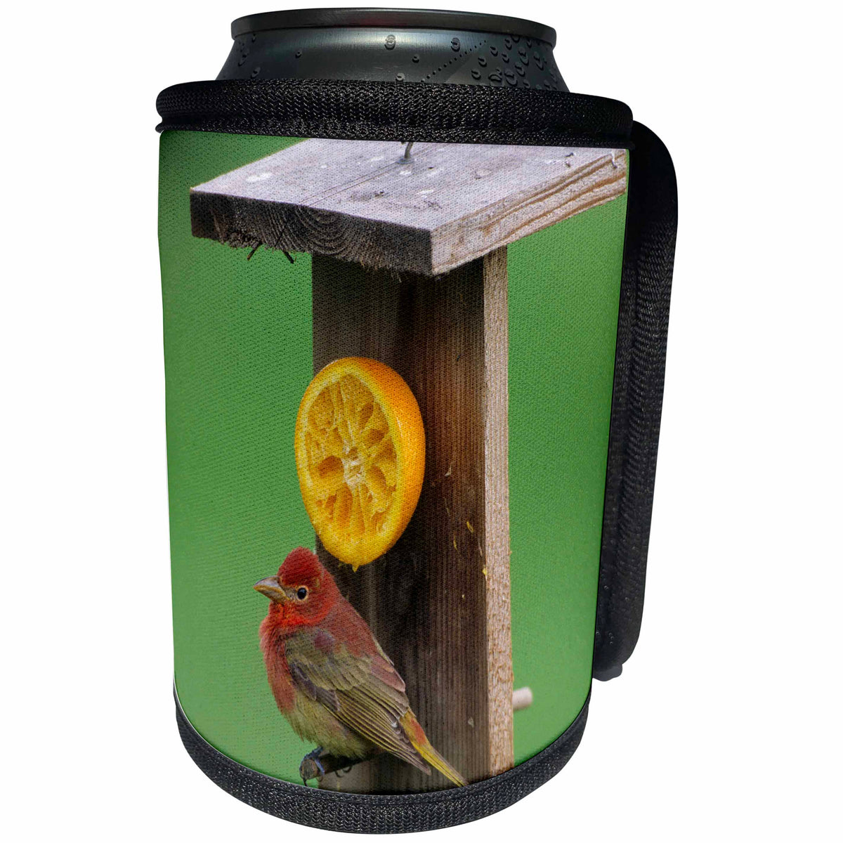 3dRose Danita Delimont - Bird - Summer Tanager, 1st year male, at orange feeder, Marion, IL - Can Cooler Bottle Wrap (cc_250907)