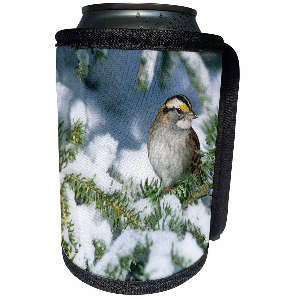 3dRose Danita Delimont - Sparrow - White-throated Sparrow in winter, Marion, IL - Can Cooler Bottle Wrap (cc_250908)