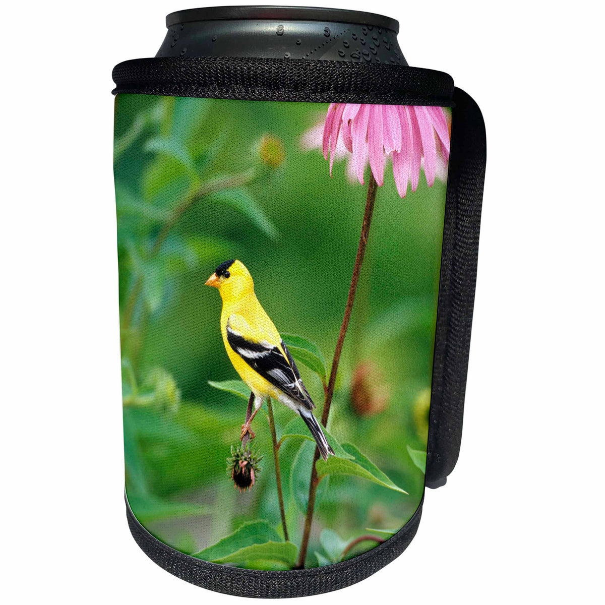 3dRose Danita Delimont - Goldfinch - American Goldfinch male on Purple Coneflower, Marion County, Illinois - Can Cooler Bottle Wrap (cc_250909)