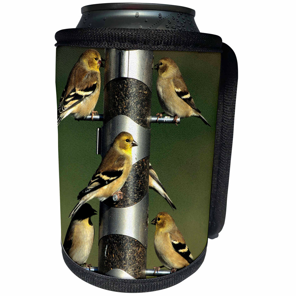 3dRose Danita Delimont - Goldfinch - American Goldfinches at thistle tube feeder, Marion County, Illinois - Can Cooler Bottle Wrap (cc_250914)