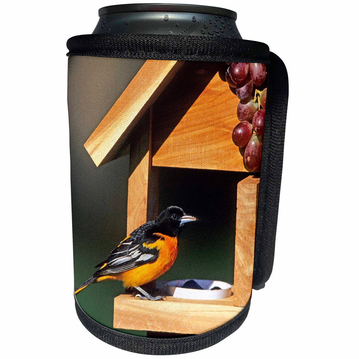 3dRose Danita Delimont - Oriole - Baltimore Oriole male on jelly and grape feeder, Illinois - Can Cooler Bottle Wrap (cc_250919)