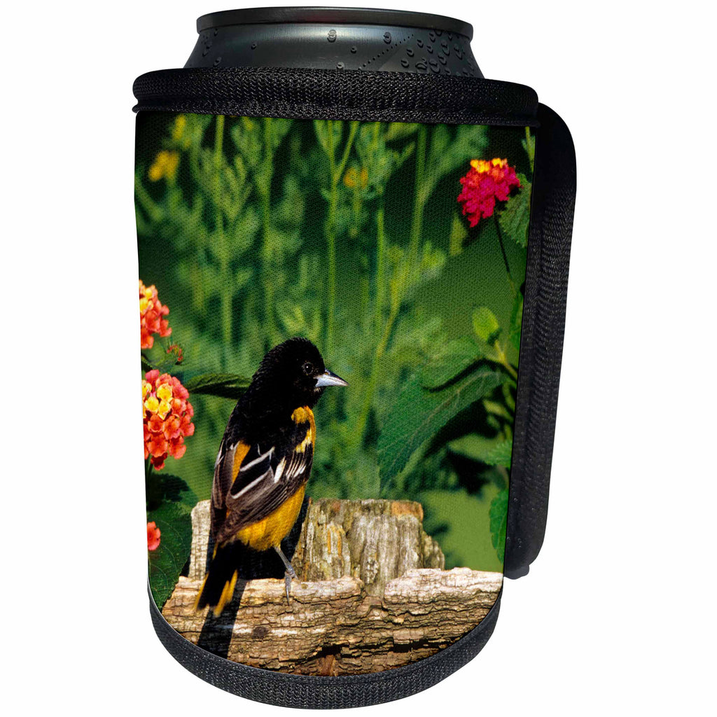 3dRose Danita Delimont - Oriole - Baltimore Oriole male on wooden fence near flower garden, Illinois - Can Cooler Bottle Wrap (cc_250921)