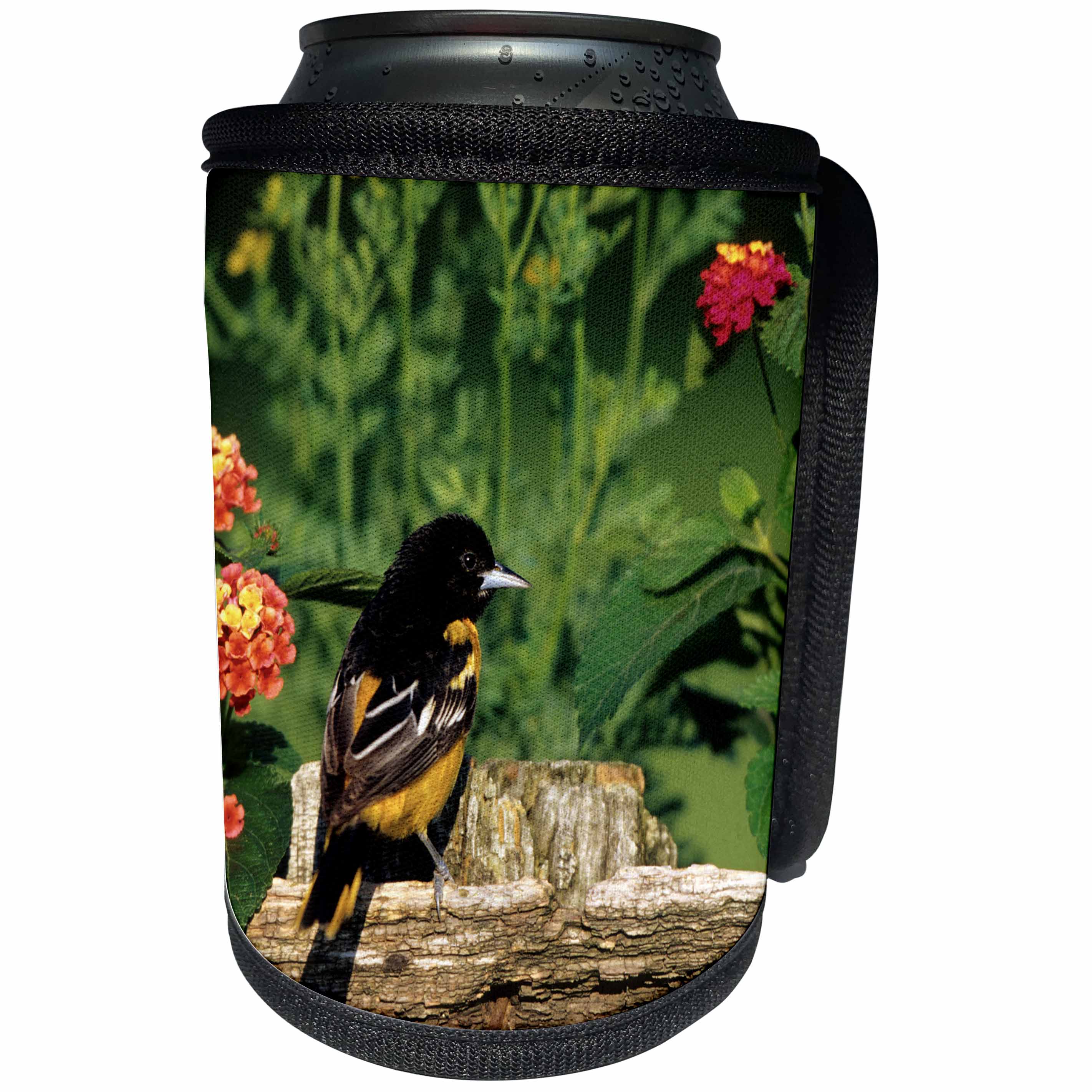 3dRose Danita Delimont - Oriole - Baltimore Oriole male on wooden fence near flower garden, Illinois - Can Cooler Bottle Wrap (cc_250921)