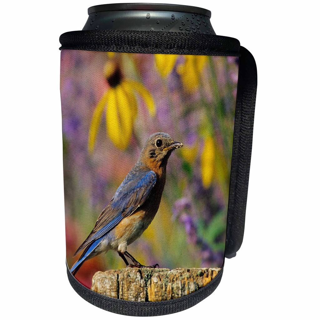 3dRose Danita Delimont - Bluebird - Eastern Bluebird female on fence post in flower garden, Illinois - Can Cooler Bottle Wrap (cc_250924)