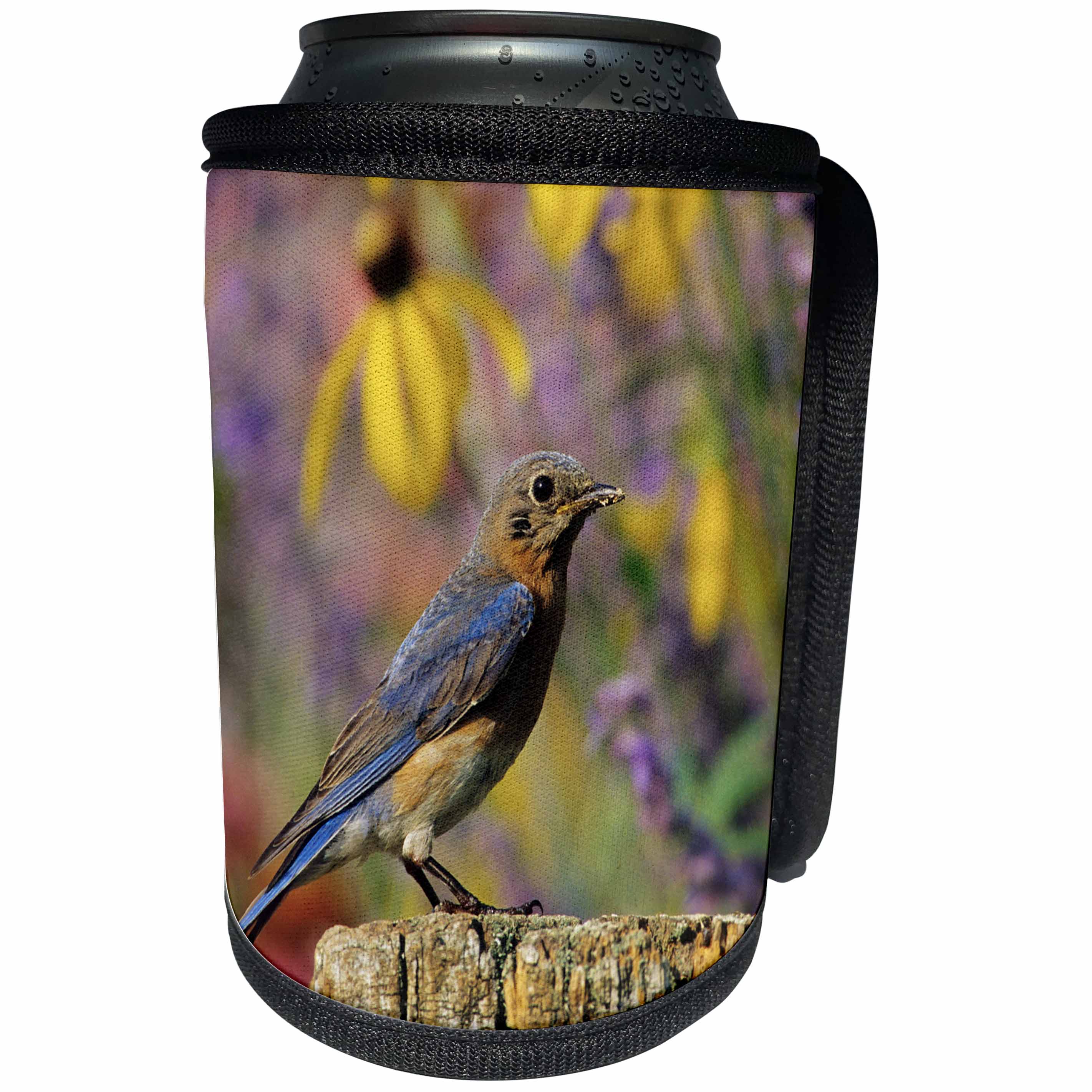 3dRose Danita Delimont - Bluebird - Eastern Bluebird female on fence post in flower garden, Illinois - Can Cooler Bottle Wrap (cc_250924)