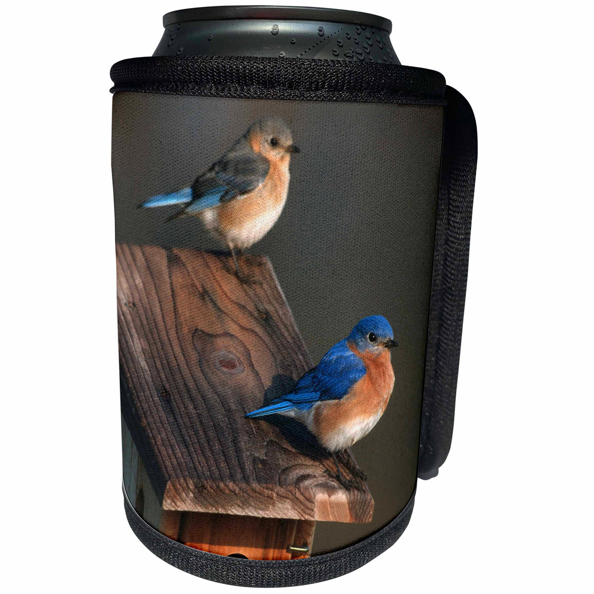3dRose Danita Delimont - Bluebird - Eastern Bluebird male and female on Peterson nest box, Illinois - Can Cooler Bottle Wrap (cc_250925)