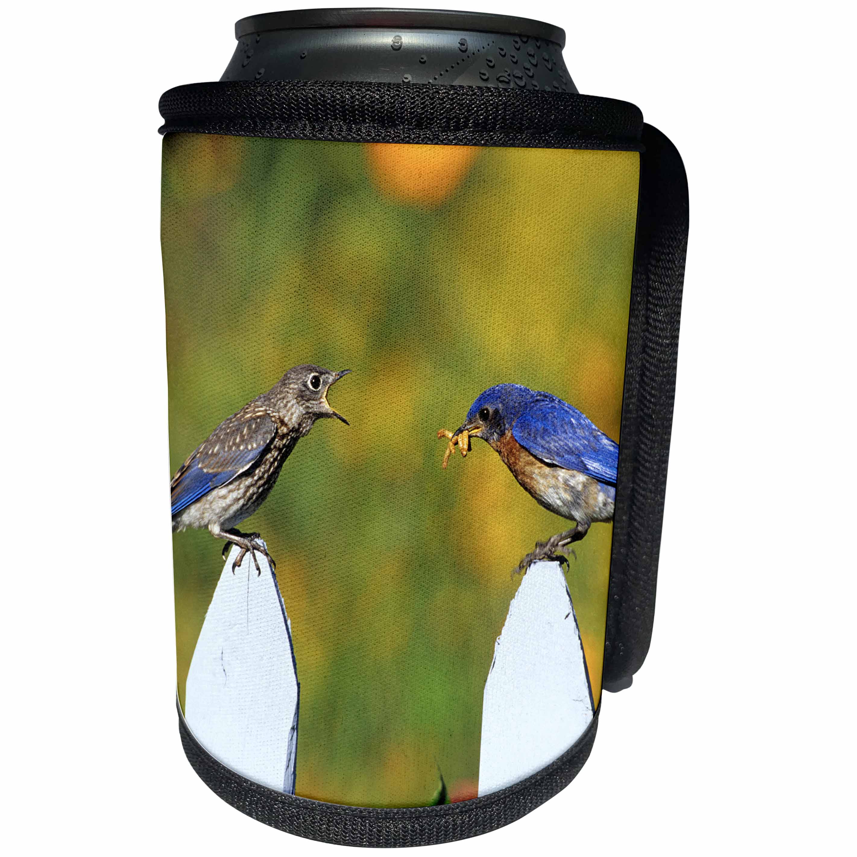 3dRose Danita Delimont - Bluebird - Eastern Bluebird male feeding fledgling on picket fence - Can Cooler Bottle Wrap (cc_250927)