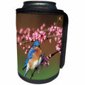 3dRose Danita Delimont - Bluebird - Eastern Bluebird male in Redbud tree in spring Marion County, Illinois - Can Cooler Bottle Wrap (cc_250928)