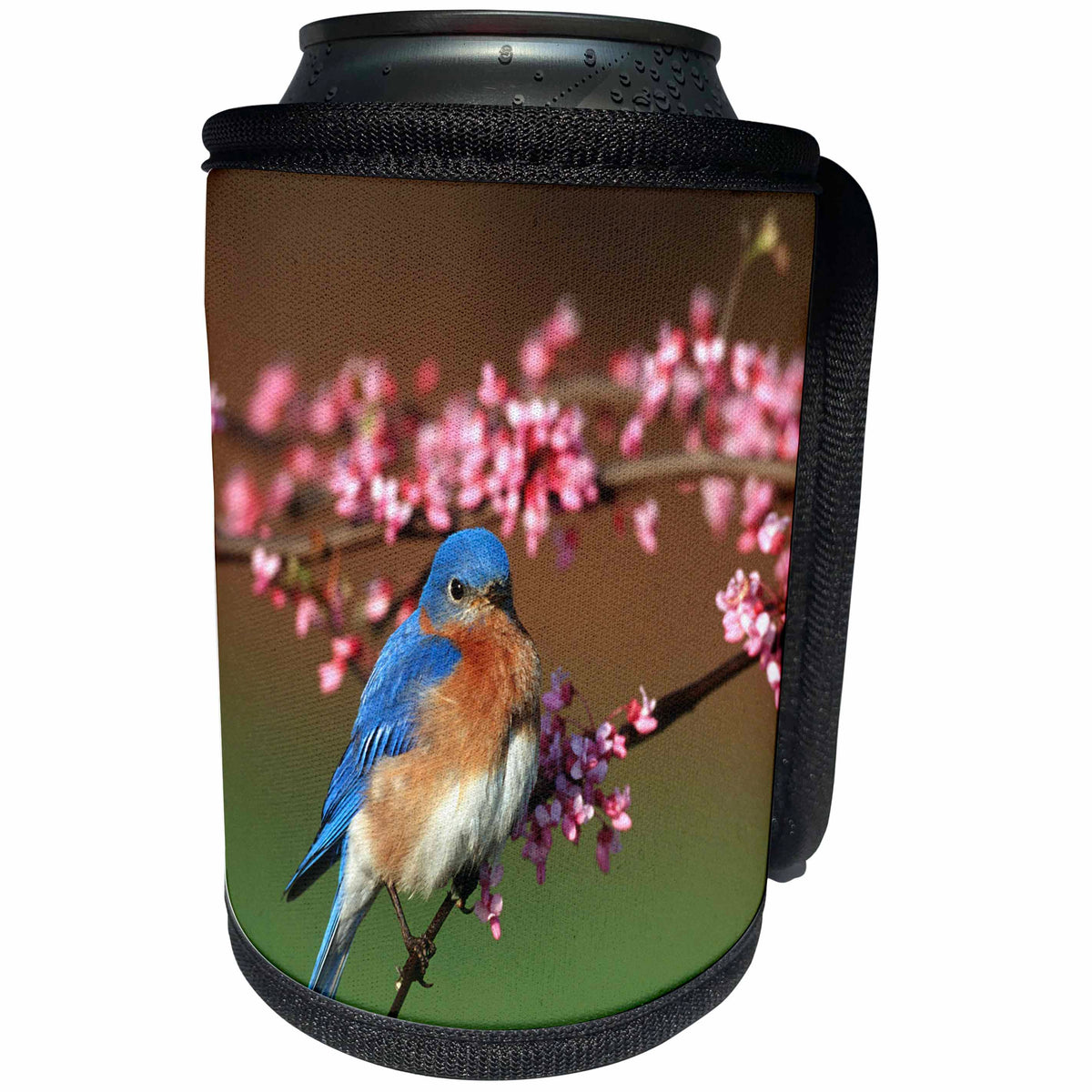 3dRose Danita Delimont - Bluebird - Eastern Bluebird male in Redbud tree in spring Marion County, Illinois - Can Cooler Bottle Wrap (cc_250928)