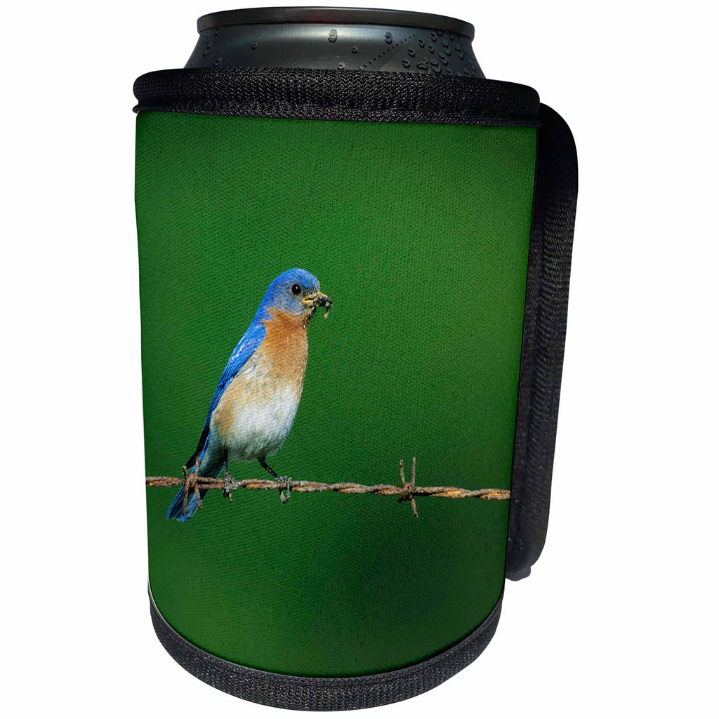 3dRose Danita Delimont - Bluebird - Eastern Bluebird male on barbed wire fence with food Illinois - Can Cooler Bottle Wrap (cc_250930)