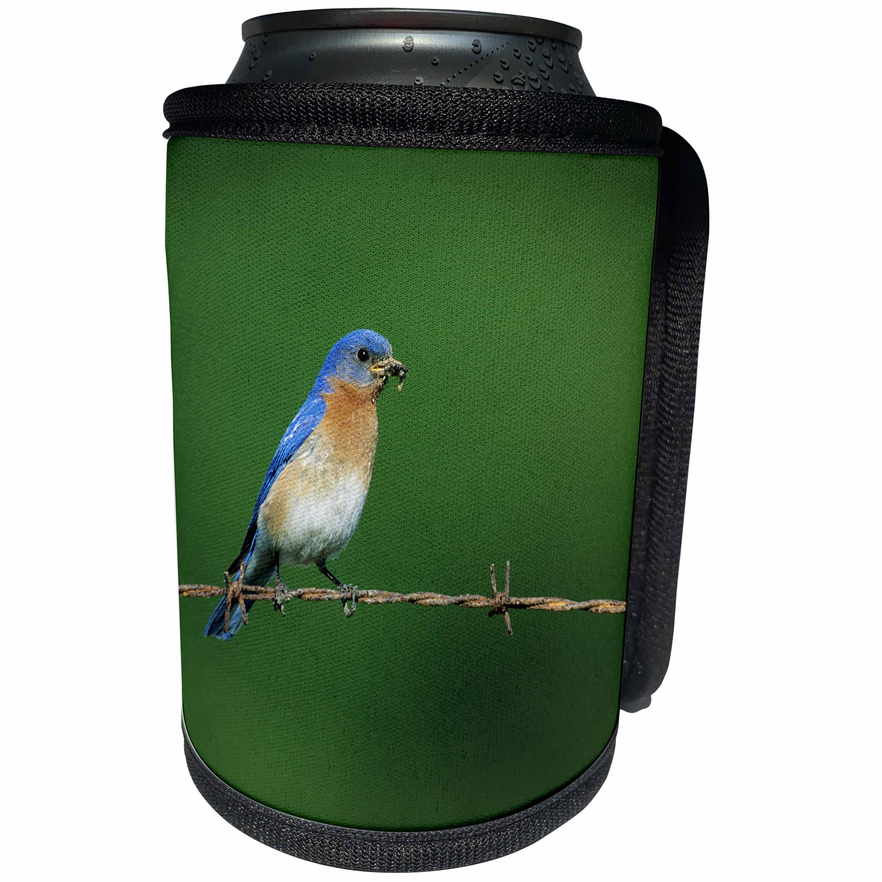 3dRose Danita Delimont - Bluebird - Eastern Bluebird male on barbed wire fence with food Illinois - Can Cooler Bottle Wrap (cc_250930)