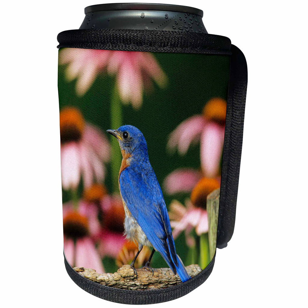 3dRose Danita Delimont - Bluebird - Eastern Bluebird male on fence near Purple Coneflowers - Can Cooler Bottle Wrap (cc_250931)