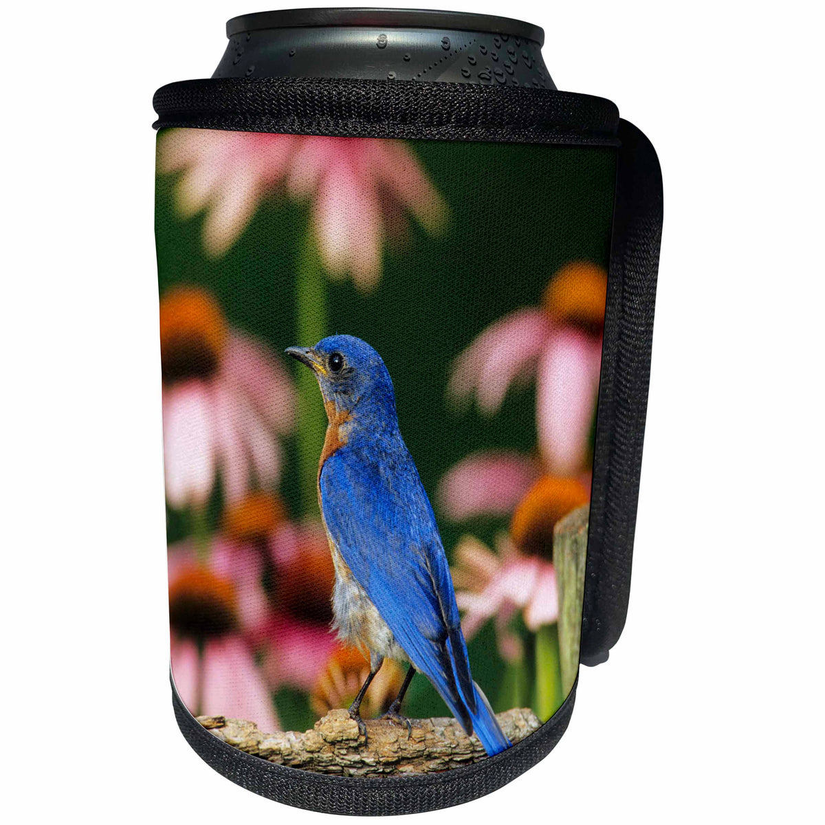 3dRose Danita Delimont - Bluebird - Eastern Bluebird male on fence near Purple Coneflowers - Can Cooler Bottle Wrap (cc_250931)
