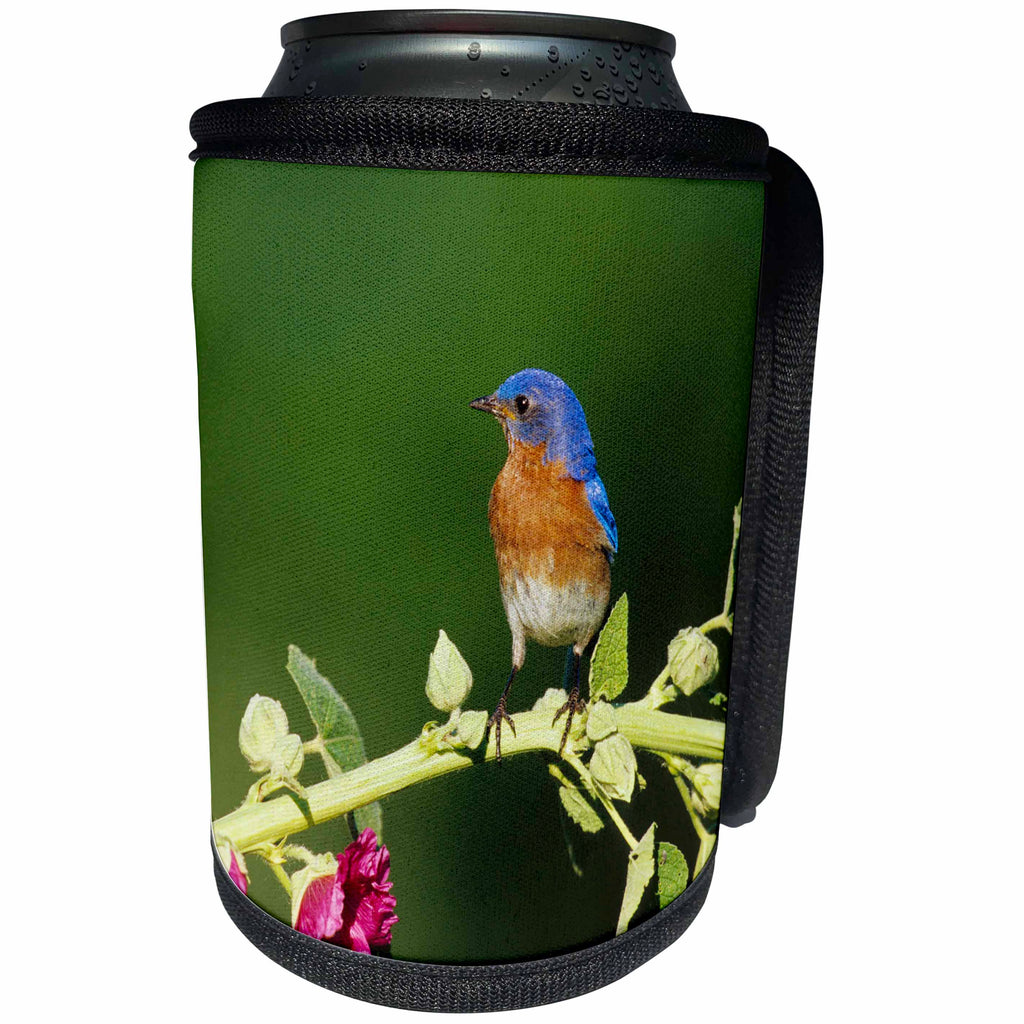 3dRose Danita Delimont - Bluebird - Eastern Bluebird male on Hollyhock, Marion County, Illinois - Can Cooler Bottle Wrap (cc_250933)