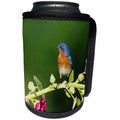 3dRose Danita Delimont - Bluebird - Eastern Bluebird male on Hollyhock, Marion County, Illinois - Can Cooler Bottle Wrap (cc_250933)