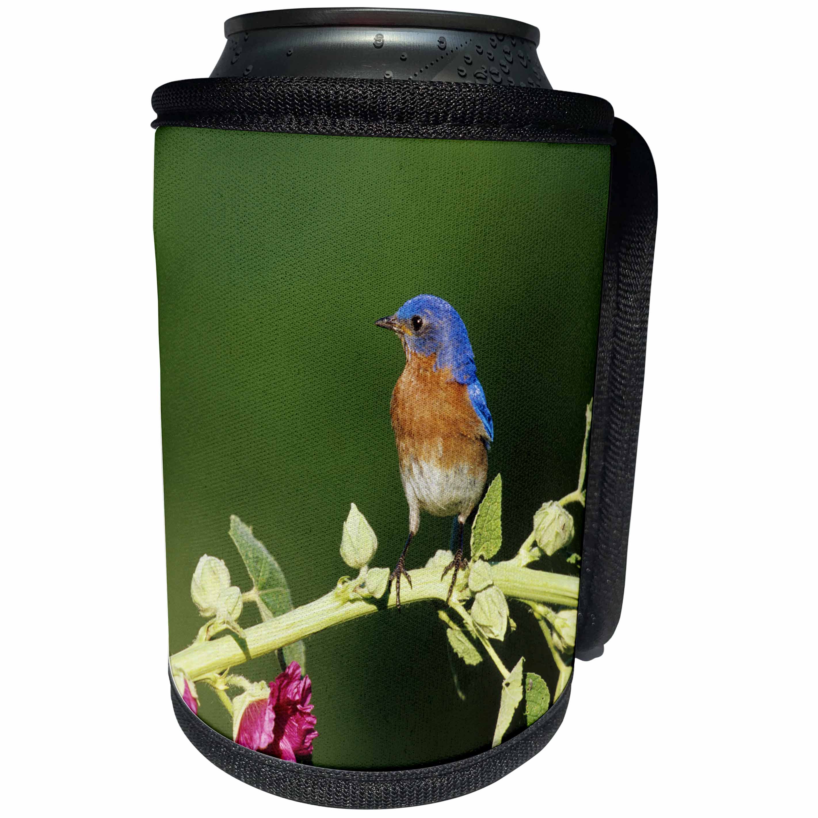 3dRose Danita Delimont - Bluebird - Eastern Bluebird male on Hollyhock, Marion County, Illinois - Can Cooler Bottle Wrap (cc_250933)