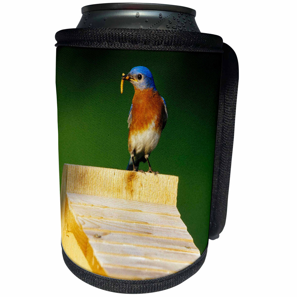 3dRose Danita Delimont - Bluebird - Eastern Bluebird male with mealworms at nestbox, Illinois - Can Cooler Bottle Wrap (cc_250934)