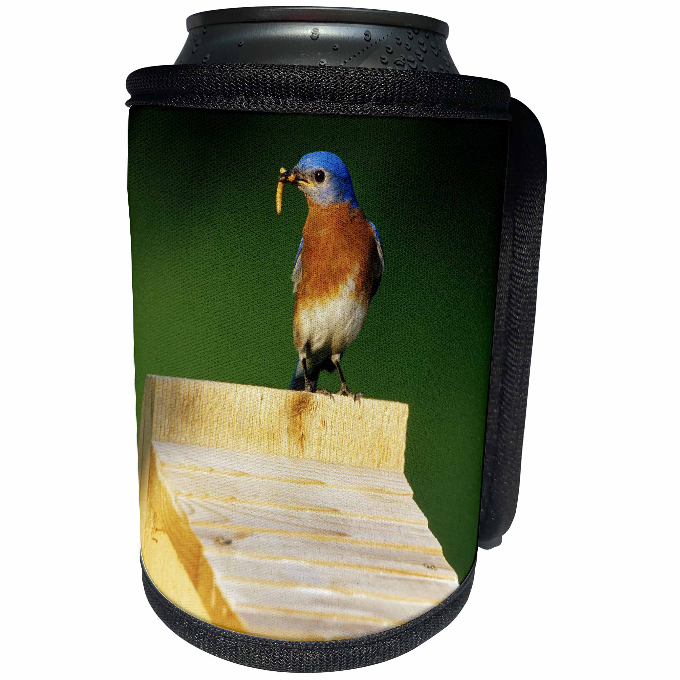 3dRose Danita Delimont - Bluebird - Eastern Bluebird male with mealworms at nestbox, Illinois - Can Cooler Bottle Wrap (cc_250934)
