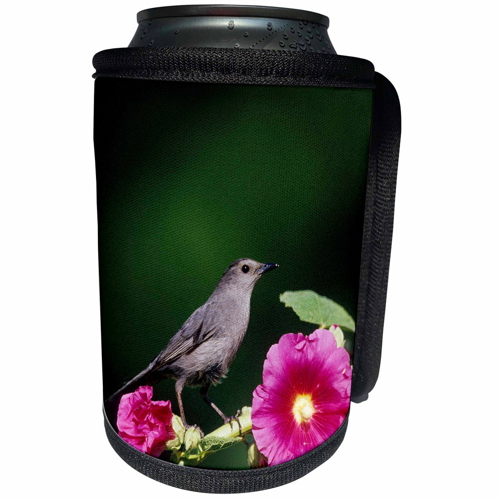 3dRose Danita Delimont - Catbird - Gray Catbird on Hollyhock, Marion County, Illinois - Can Cooler Bottle Wrap (cc_250936)