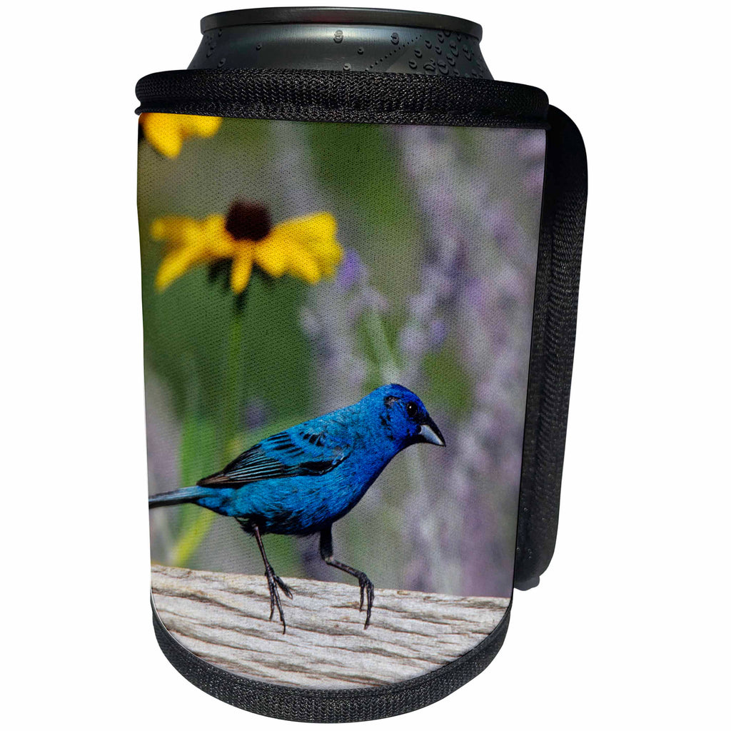 3dRose Danita Delimont - Bunting - Indigo Bunting male on fence near Black-eyed Susan and Russian Sage - Can Cooler Bottle Wrap (cc_250937)