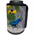 3dRose Danita Delimont - Bunting - Indigo Bunting male on fence near Black-eyed Susan and Russian Sage - Can Cooler Bottle Wrap (cc_250937)