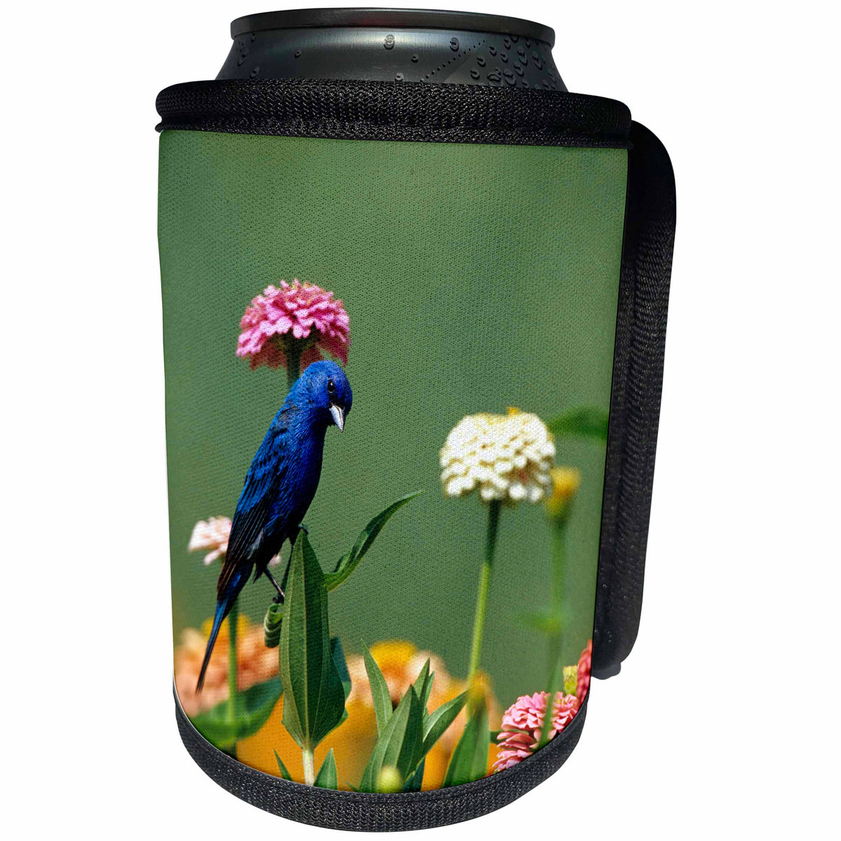 3dRose Danita Delimont - Bunting - Indigo Bunting male on Zinnias in garden Marion County, Illinois - Can Cooler Bottle Wrap (cc_250938)