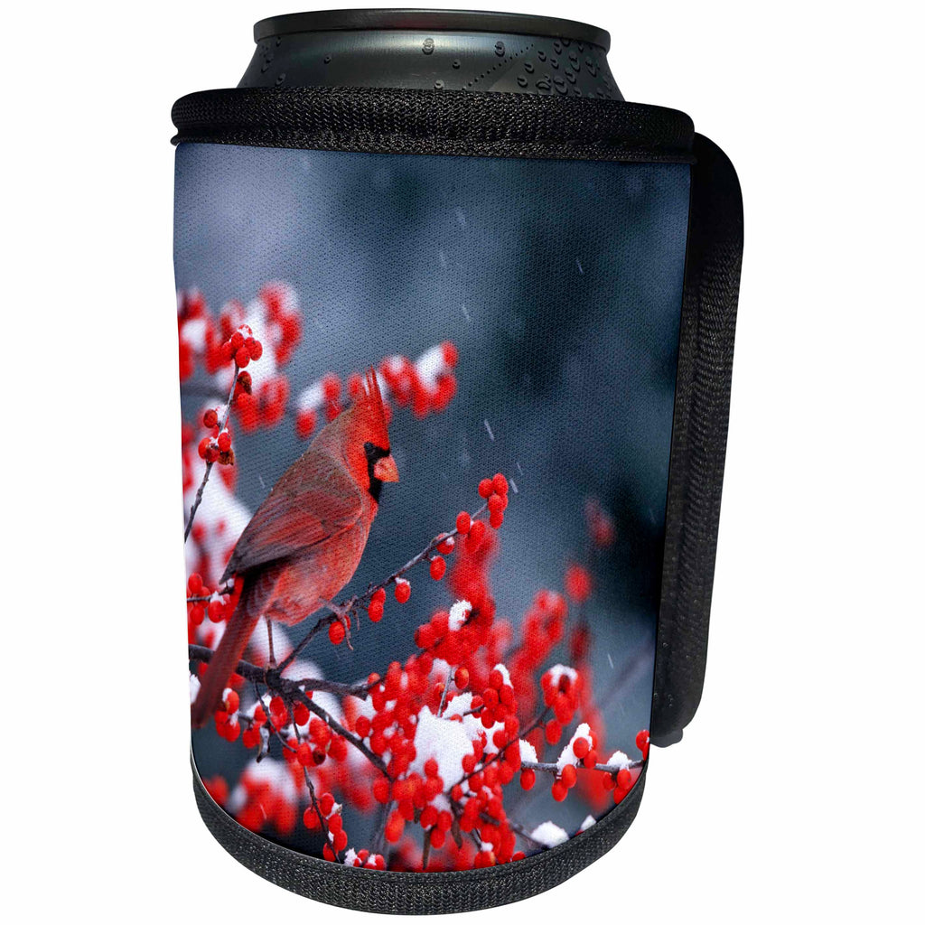 3dRose Danita Delimont - Cardinal - Northern Cardinal male in Common Winterberry in winter - Can Cooler Bottle Wrap (cc_250942)